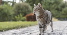 ilustračné foto Envato Elements / Visual__Production