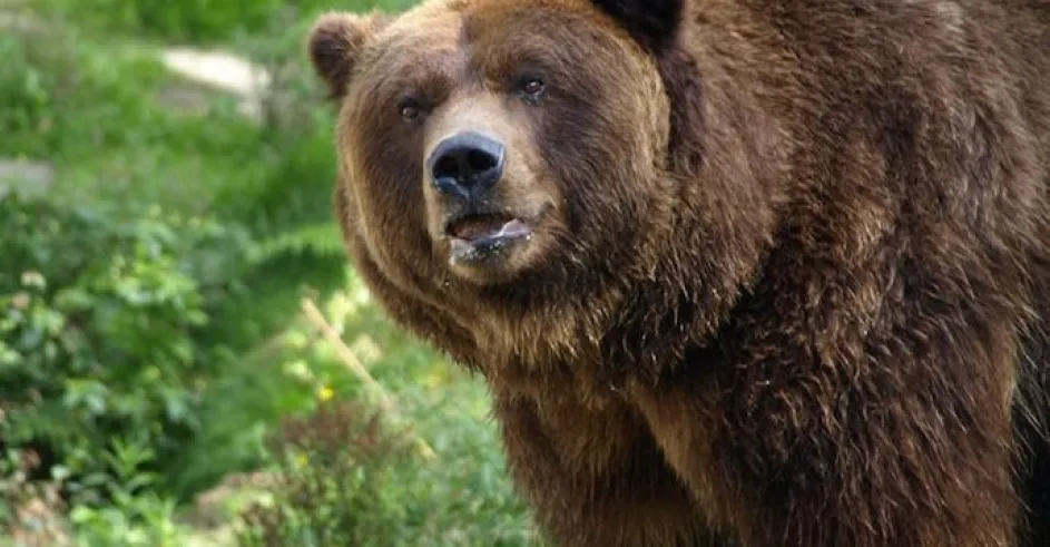Medved Zoo Decin