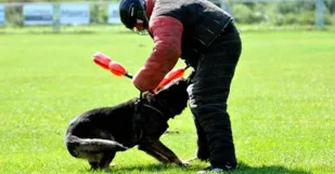 Majstrovstva Slovenska Policajnych Psov v Klasickej Kynologii v Malych Levaroch