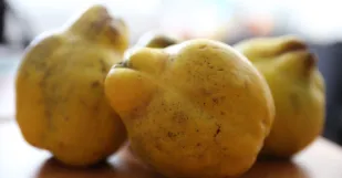 Maxidula Pernek
