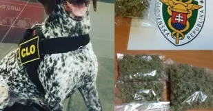 Marihuana Pes Colnici