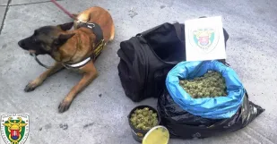 Colnici Marihuana Brodske