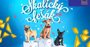 Zoc Max Fesak 2019