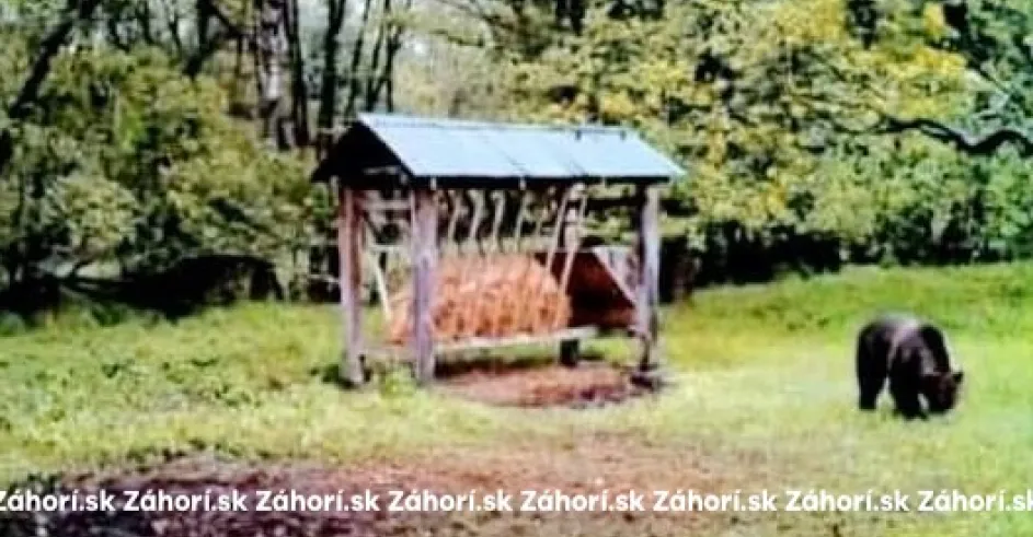 Medved Zavod Fotopasca