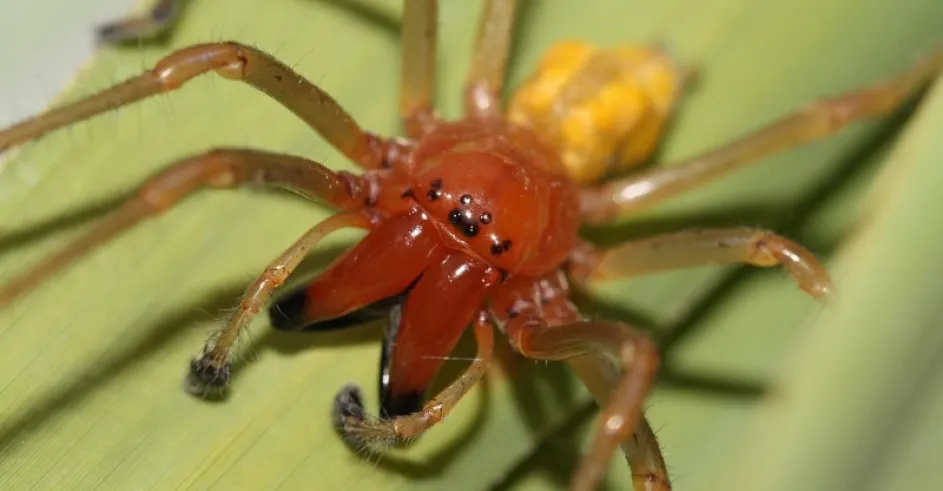 Pradiarka - Cheiracanthium punctorium