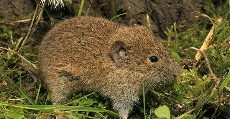 Hrabos Polny Naturfoto Cz