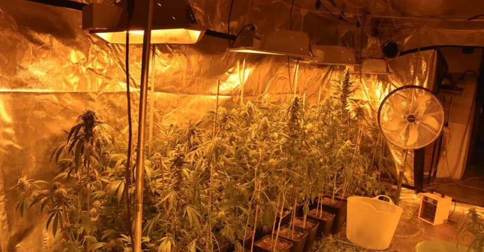 Borinka Stupava Marihuana 1