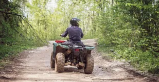 Stvorkolka Les Male Karpaty Ilustracne