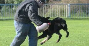 Obranné Práce Zadržanie Páchateľa s Protiútokom 23092022 Policia Pes