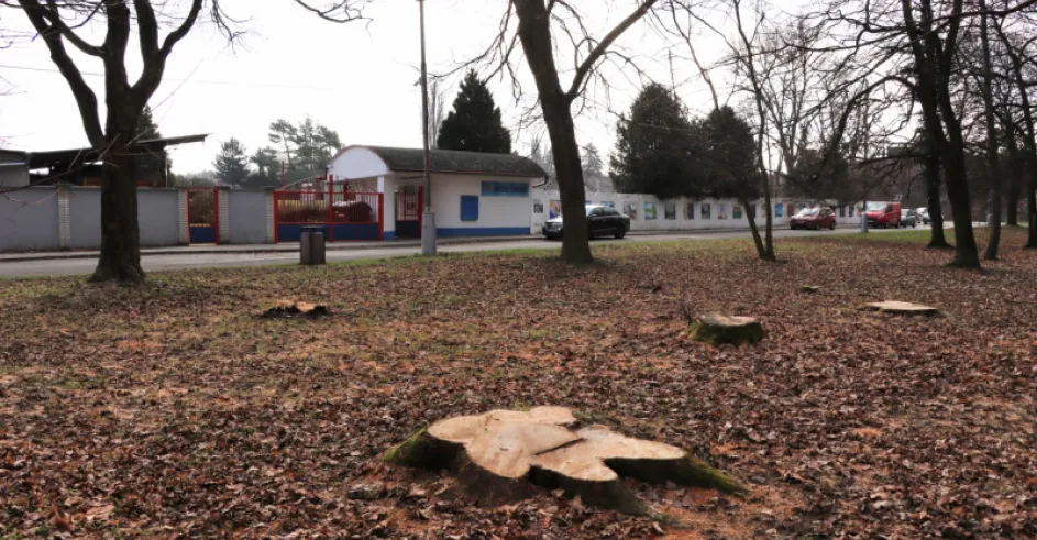 Senica Vyrub Stromov 1