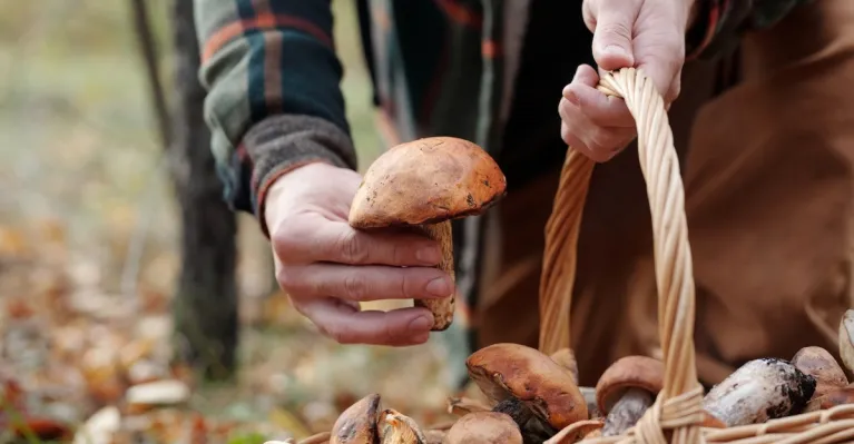 foto Envato Elements / Pressmaster