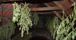 Marihuana Cary Policia