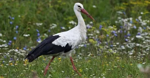 Sos Birdlife Slovensko Biopasy 3