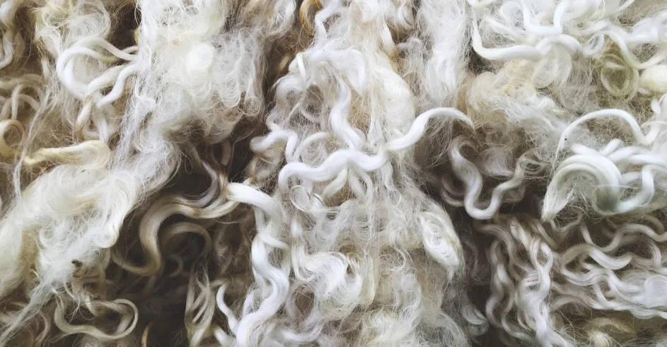 Sheep Wool