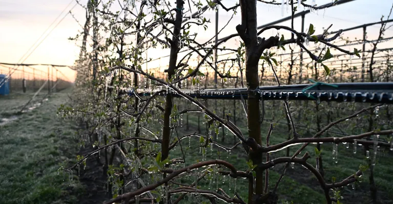 Protimrazová závlaha (zdroj: SPPK)