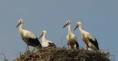 Mláďatá na hniezde v Kútoch, jeden z nich je aj Marcinko | Zdroj: SOS/BirdLife Slovensko