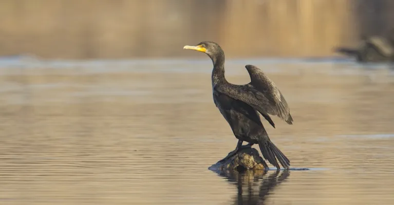 ilustračné foto Envato Elements /  gjphoto1