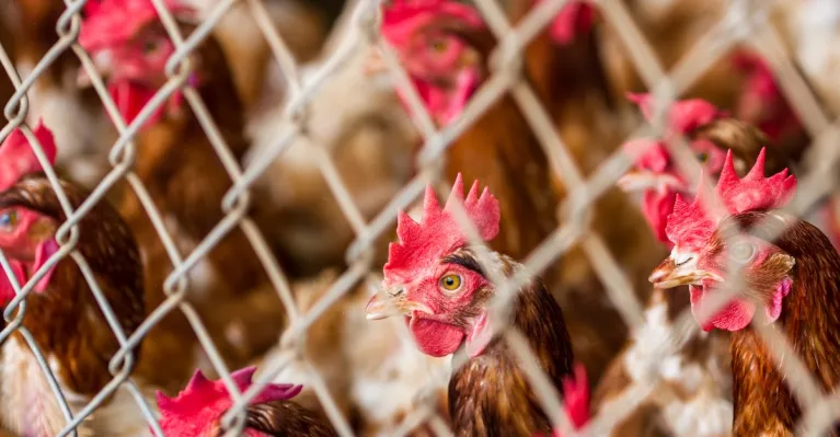 ilustračné foto Envato Elements / NaturesCharm