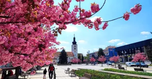 Senica Sakura Senica Plus