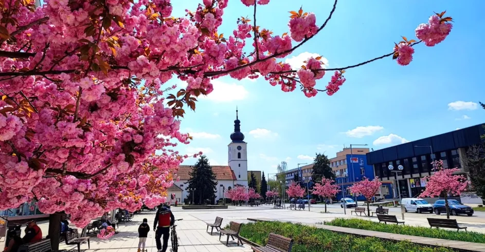 Senica Sakura Senica Plus