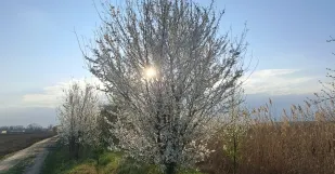 Jar slnko strom kvet