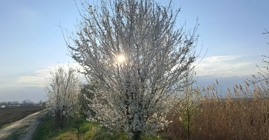 Jar slnko strom kvet