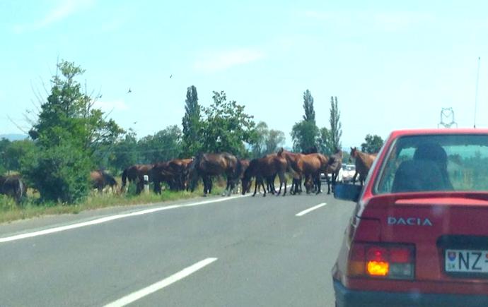 Kone na ceste Malacky - Veľké Leváre (20.7. 2014) Foto: Barbora Stašeková