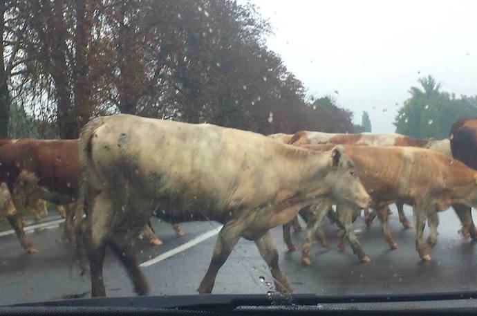 Kravy na ceste Malacky - Veľké Leváre (1.9. 2014)   Foto: Filip Ondriska
