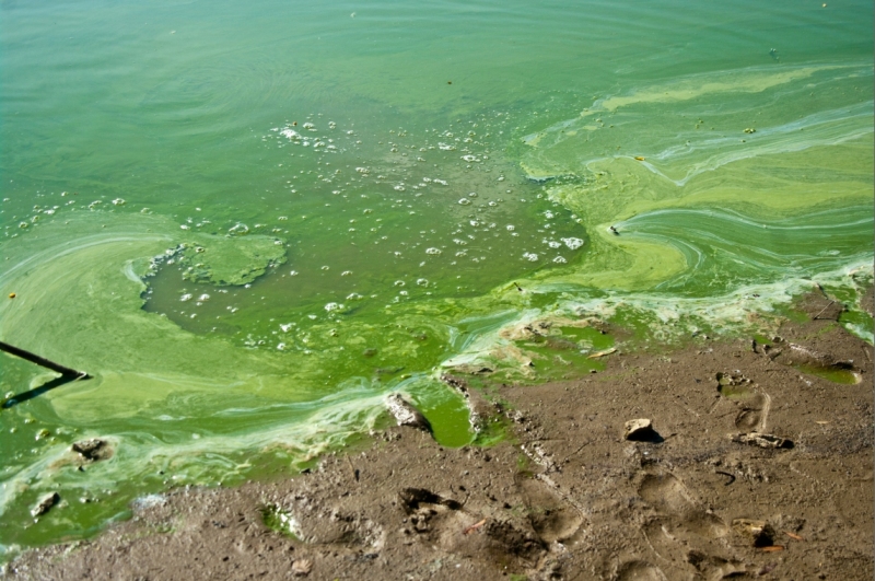 Cyanobaktérie - sinice, Foto: Týždenník Záhorák