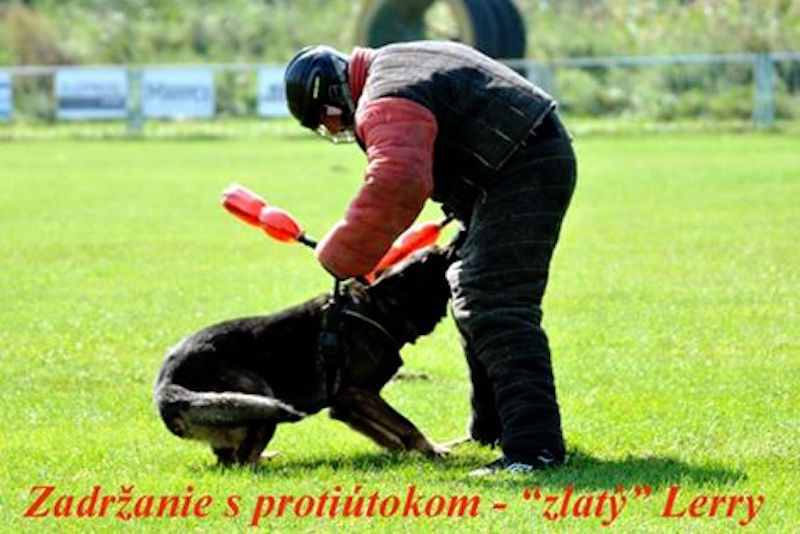 majstrovstva-slovenska-policajnych-psov-v-klasickej-kynologii-v-malych-levaroch