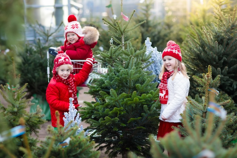 Ako sa postarať o vianočný stromček, aby vydržal čo najdlhšie?