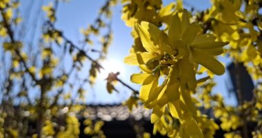 Jar, zlatý dážď, kvet, slnko