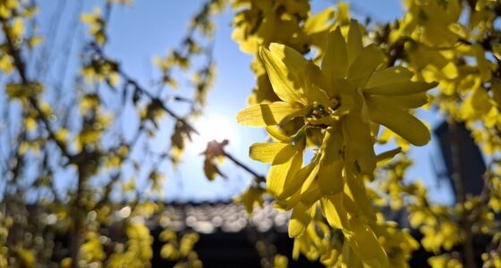 Jar, zlatý dážď, kvet, slnko