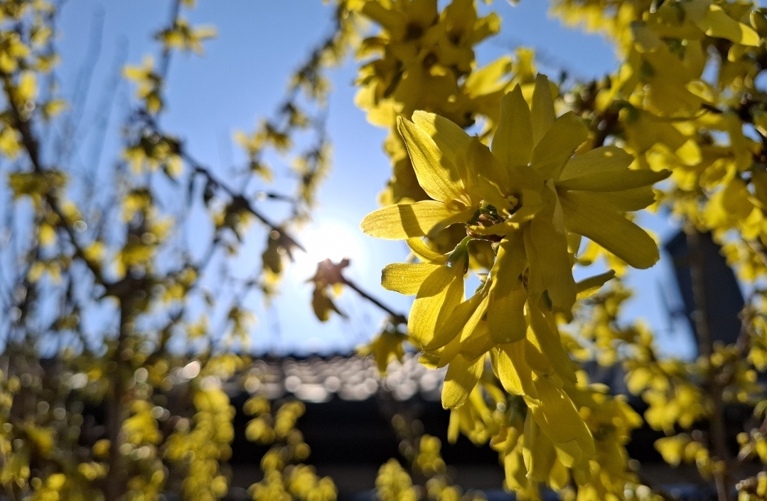 Jar, zlatý dážď, kvet, slnko