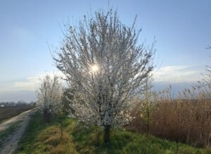 Jar slnko strom kvet