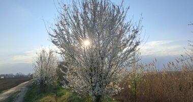 Jar slnko strom kvet