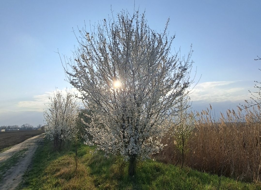 Jar slnko strom kvet
